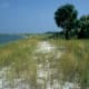 Cedar Key in Levy County. Beaches - both those left wild as well as those cleared for human recreation - are great places to see Floridian wildlife