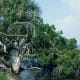 An old tree battered by the water affords a link between the land and the sea. Such places as Cedar Key offer beauty as well as natural history