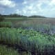 The wetlands of the Everglades National Park form the largest expanse of wilderness in Florida, a national treasure, and a true wildlife haven