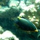 hanauma-bay-snorkeling-in-oahu