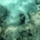 Parrotfish - check out this guy's mouth!