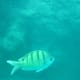 hanauma-bay-snorkeling-in-oahu