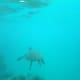 Green sea turtle