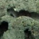 Sea urchins are everywhere - looks in