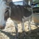 visiting-amish-country-lancaster-county-pennsylvania