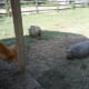visiting-amish-country-lancaster-county-pennsylvania
