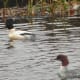 Goosander pair