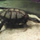 Musk Turtle