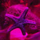 Starfish
