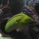 Green Moray Eel