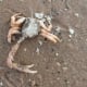 Crab