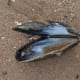 Mussel