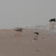 Redshank, turnstone and oystercatcher