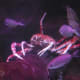 Japanese Spider Crab
