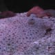 Flatfish