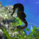 Seahorse