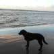 Bruno on Blackpool beach