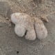 'Dead' dead man's fingers washed up on the beach