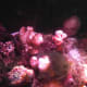 'Alive' dead man's fingers in an aquarium