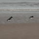 Oystercatchers