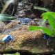 Blue Frogs