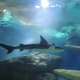Shark!!!