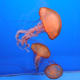 Jellyfish in natural lighting