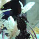 Seahorse