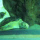 Sea Turtle