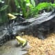 Yellow and Green Frogs