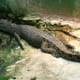 A young crocodile