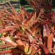 Tropical plants at the pineapple plantation
