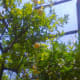 View of the lemons hanging off the trees in the Gardens of Catado