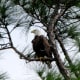 honeymoon-island-state-park-dunedin-florida