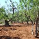 Our Olive Trees—making our own olive oil is something we look forward to.