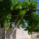Our grape vines—not a vineyard but a small crop of grapes will do us nicely.