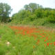 The scenery varies from lush green valleys to stunning golden beaches. These are some poppies.