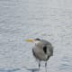 A Stanley Park heron