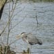 A heron with Lost Lagoon in the background