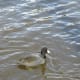 An American coot