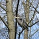 A heron in a tree by Lost Lagoon