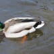 A male mallard duck