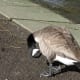 Preening time