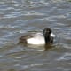 A male scaup