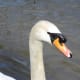 A beautiful mute swan