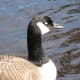 A relaxed goose