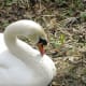 A swan falling asleep