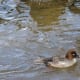 A female common goldeneye