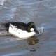 A male common goldeneye