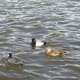 A group of birds, with a female mallard on the right